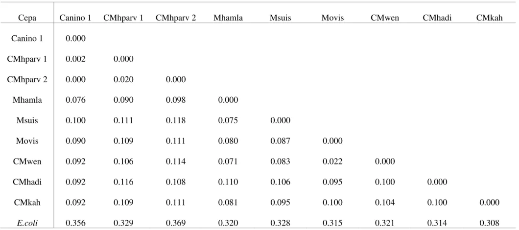 Tabela 9 – Distância ‘P’ obtida  utilizando as sequências do presente estudo em comparação a sequencias de micoplasmas hemotrópicos  disponíveis no GenBank