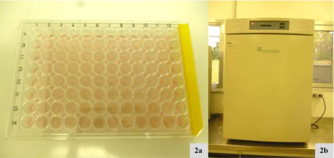 Figura 2 - a: Placas para microneutralização de 96 cavidades. b: Estufa à 37ºC com 5% de CO 2.