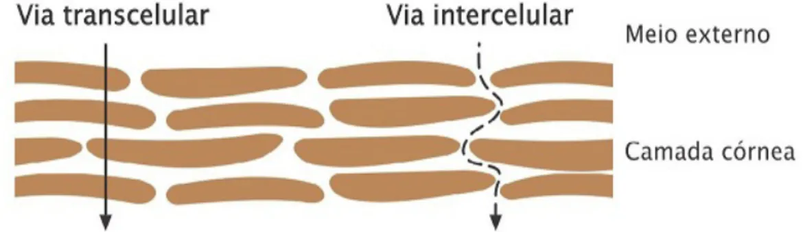 Figura  5:  Via  de  penetração  cutânea  de  fármacos  através  da  camada  do  estrato  córneo  (via  transcelular) e entre os corneócitos (via intercelular)
