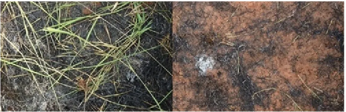 Figure 6 - Effects of first (left) and second burns (right) on plot D.