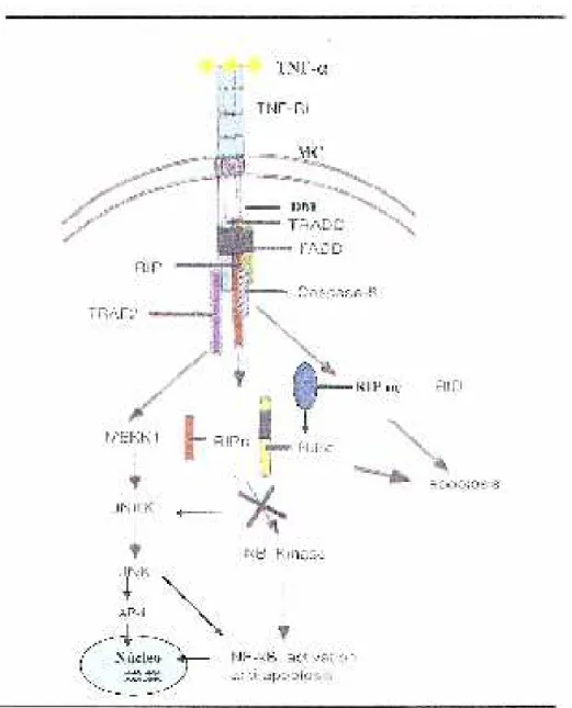 Figura 5 – Mecanismos de apoptose e da transcrição gênica induzidos pelo FNT- α  TNF- α :  fator de necrose tumoral alfa, TFN-R1: receptor 1 do TNF, MC: membrana celular DM: 
