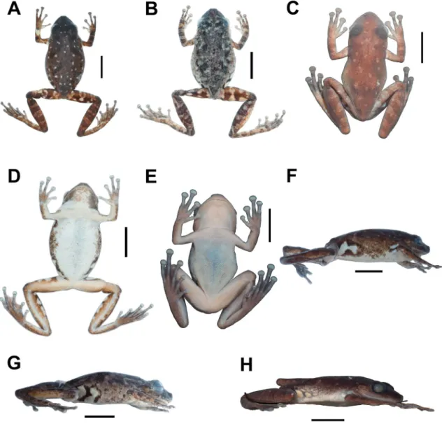 FIgure 4: Variation of color pattern in the type series of Scinax sateremawe sp. nov. Dorsal views of (A) the male holotype (MPEG  28677), (b) a male (MPEG 28676), and (c) the sole female specimen (MPEG 13932)