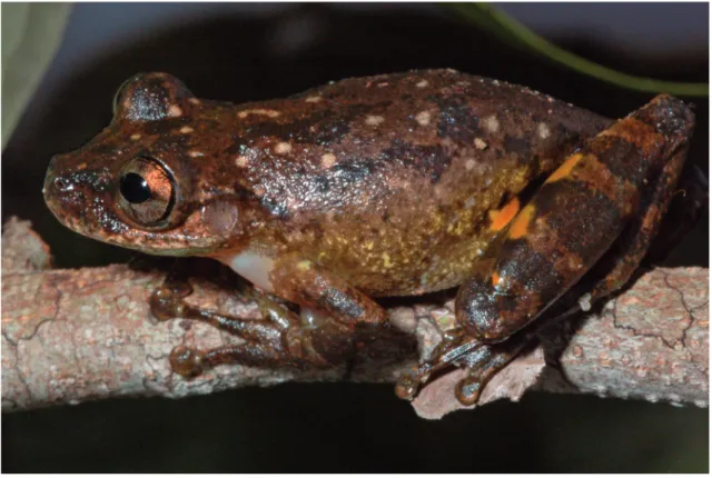 FIgure 5: Adult male of Scinax sateremawe sp. nov. in life (MPEG 28680, SVL = 35.6 mm, paratype) from the type-locality, Comunidade  São Tomé, Rio Paraconi, Floresta Nacional de Pau-Rosa, Maués, Pará, Brazil.