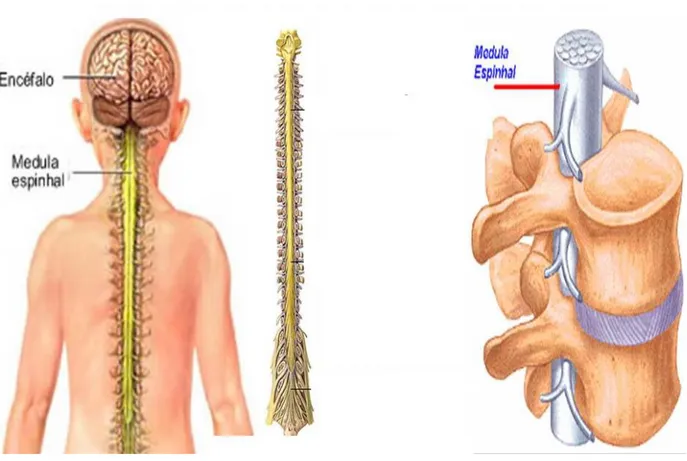 Figura 1: Vista posterior da ME no corpo humano e sua localização no canal vertebral. 