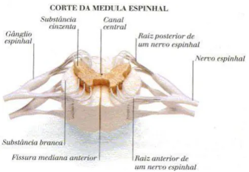Figura 2: Vista posterior da ME no corpo humano e sua localização no canal vertebral. 