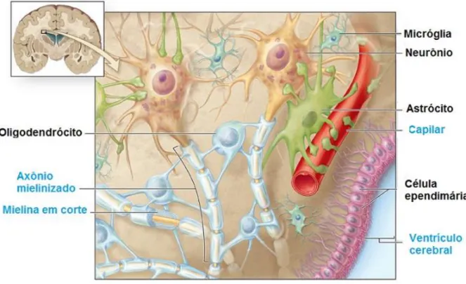 Figura 4:  Em um desenho esquemático mostra o neurônio e a atuação e localização das  principais células gliais: Astrócitos e seus pés vasculares levando nutrição ao neurônio; 