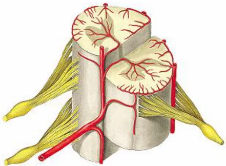 Figura 6: Desenho esquemático da medula espinhal, enfatizando a irrigação sanguínea.  
