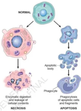 Figura 7: Os dois tipos de morte celular (necrose e apoptose). 