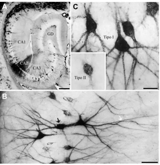 Figura 9. Fotomicrografias em baixo (A), médio (B) e grande aumento (C) para ilustrar a arquitetonia do  hipocampo e do giro denteado, a extensão e os tipos de redes perineuronais em secção do cérebro de  um animal sadio