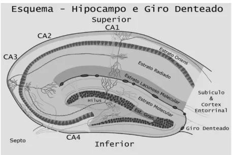 Figura 2: Desenho esquemático do hipocampo demonstrando sua  laminação e o circuito tri-sinaptico básico do hipocampo