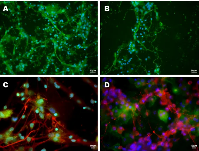 Figura 8: Fotomicrografias de fluorescência mostrando proteínas marcadoras celulares. (A e B)  imunomarcação de neurofilamentos (verde) em neurônios e núcleos celulares corados pelo Hoecsht  33258 (azul)