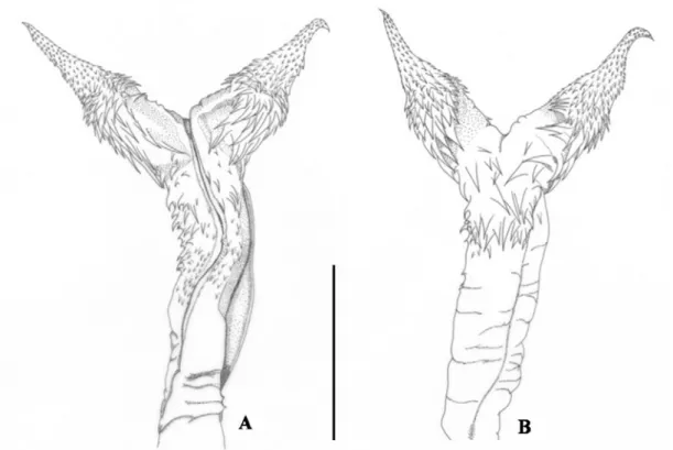 Figura 4. Hemipênis direito de Micrurus albicinctus (MPEG 20372). A. Face sulcada; 