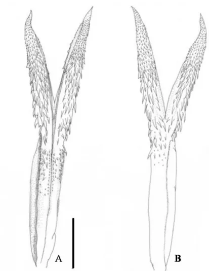 Figura 7. Hemipênis direito de Micrurus averyi (MPEG 18988). A. Face sulcada; B. 