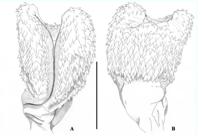 Figura 22. Hemipênis Esquerdo de Micrurus hemprichii hemprichii (MPEG 17580). A. 