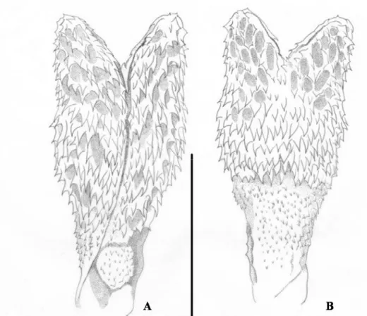 Figura 25. Hemipênis Esquerdo de Micrurus hemprichii ortoni (MPEG 17804). A. Face  sulcada; B