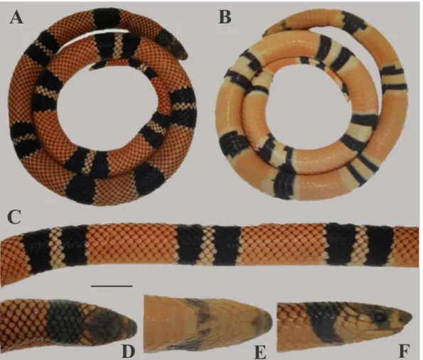 Figura  4.  Padrão  tricolor  em  díades  de  Atractus  latifrons.  Dorsal  (A),  ventral  (B),  e  vista dorsal do meio do corpo (C), vista cefálica dorsal (D), ventral (E) e lateral (F) do  exemplar  (MZUSP  6594),  procedente  do  Rio  Jurupá,  estado  