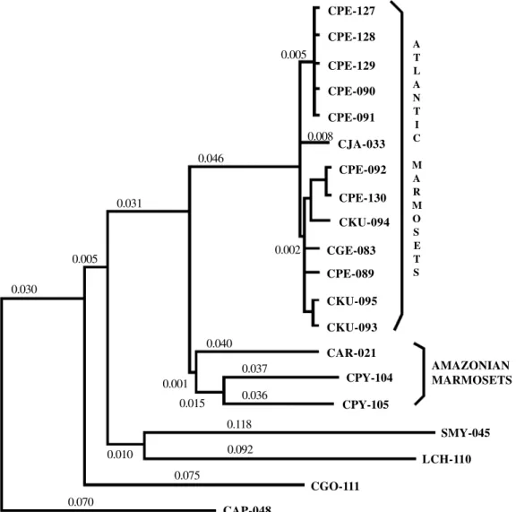 Figure 2 - ND1 gene-sequence phylogenetic dendrogram showing branch-length values, constructed by the neighbor- neighbor-joining method of Tamura and Nei (1993).