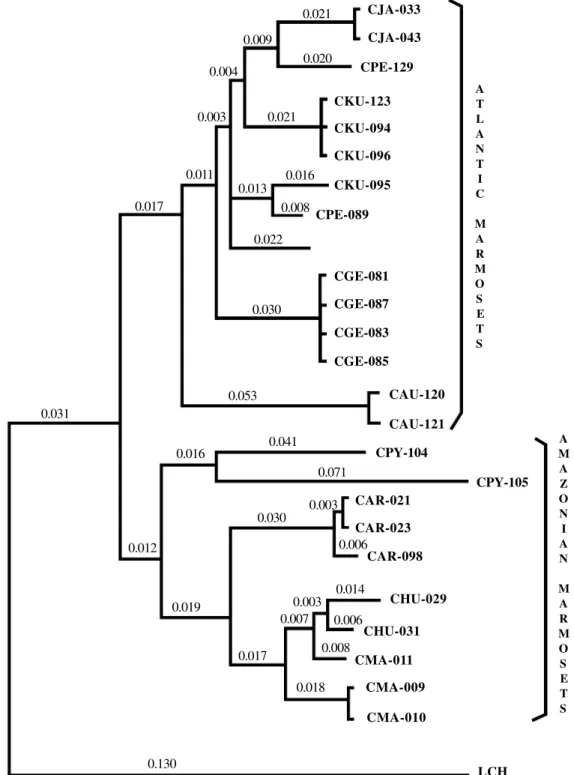 Figure 3 - D-loop phylogenetic dendrogram showing branch-length values, constructed by the neighbor-joining method of Tamura and Nei (1993)