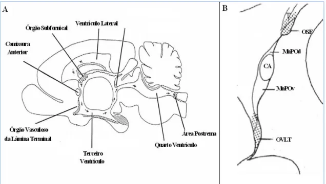 Figura  02:  Secção  Sagital  do  cérebro  de  rato,  localização  dos  órgãos  circunventriculares;(A),  parede  anterior  do  terceiro  ventrículo  (AV3V)  (B).órgão  vasculoso  da  lâmina  terminal  (OVLT),  órgão  subfornical  (SFO),  núcleo  mediano  