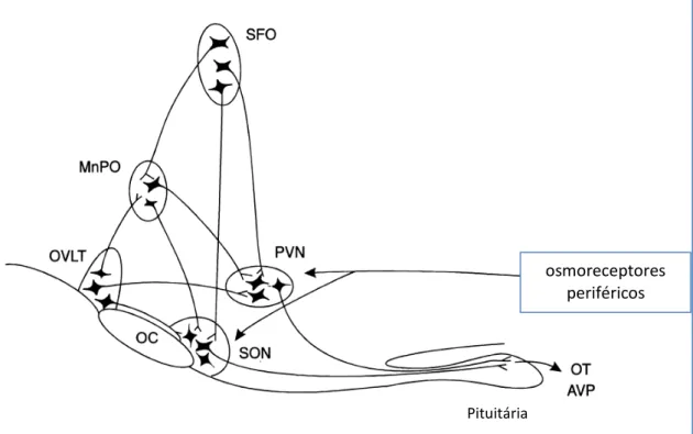 Figura  03:  Complexo  osmorreceptor  central.  Os  corpos  celulares  dos  neurônios  magnocelulares do núcleo paraventricular (PVN) e núcleo supraóptico (SON) projetam  seus  axônios  para  o  lobo  posterior  da  pituitária,  onde  ocitocina  (OT)  evas