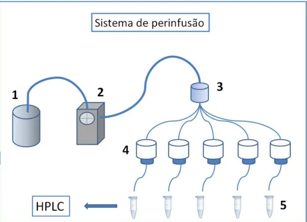 Figura 4: Esquema didático do sistema de perinfusão: Composto por reservatório (1)  onde a solução de lavagem é aspirada através de uma bomba peristáltica (2) com um  determinado fluxo de trabalho, posteriormente passa para o distribuidor (3) que divide  o