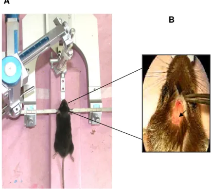 Figura  3  –  (A)  Ilustração  de  um  camundongo  C57BL6  devidamente  anestesiado  e  fixado  no  aparelho  estereotáxico
