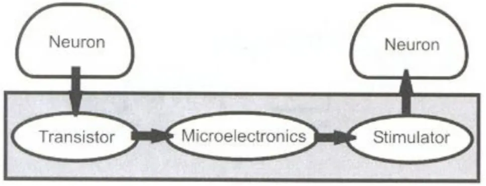 Fig. 2. Ilustração de uma ponte em torno de tecido lesionado [2]. 