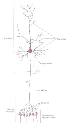Fig. 1.1. Estrutura de um neurônio do encéfalo. 
