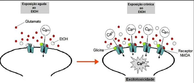 Figura  2:  Interação  do  EtOH  com  o  receptor  NMDA.  A  exposição  aguda  ao  EtOH,  bloqueia/inibe  receptores  NMDA