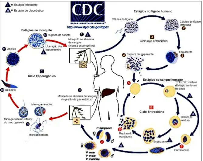Figura 2. Representação do ciclo evolutivo do Plasmodium nos dois hospedeiros. Fonte: CDC,  2008