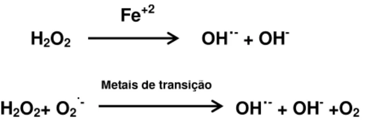 Figura 4. Reação de Fenton e Haber-Weiss (HALLIWELL e GUTTERIDGE, 2007) 