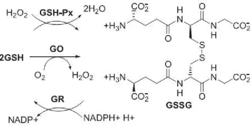 Figura  5:  Representação  esquemática  do  ciclo  catalítico  da  glutationa.  Fonte:  HUBER  et  al.,  2008