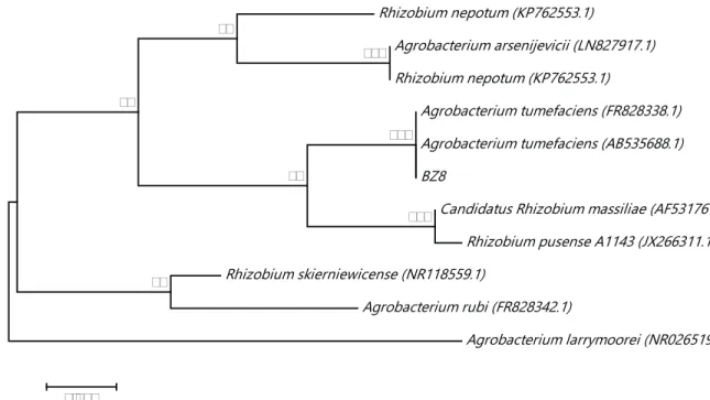 Fig.  2  illustrates  the  effect  of  inoculation  size  on  the glyphosate degradation of A