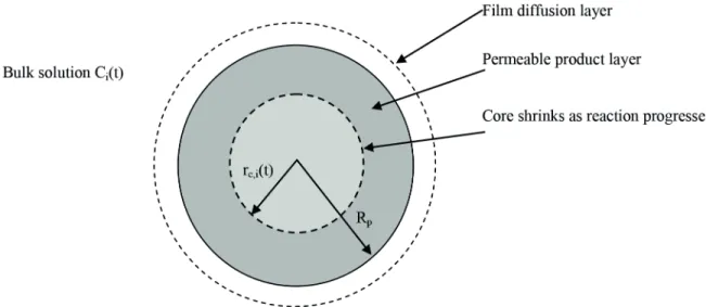 Figure 2. Scheme of spherical adsorbing particle according to the shrinking core model at stage i (Adapted from Maria and Mansur, 2016).