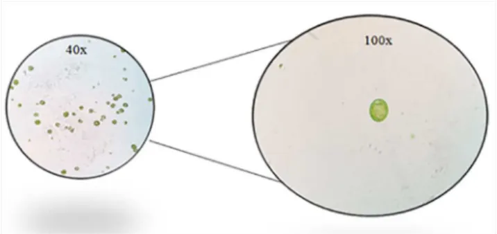 Figure 1.  Microscopic  image  (40x,  100x)  of  the  native  isolates  of  microalgae Chlorella sp.