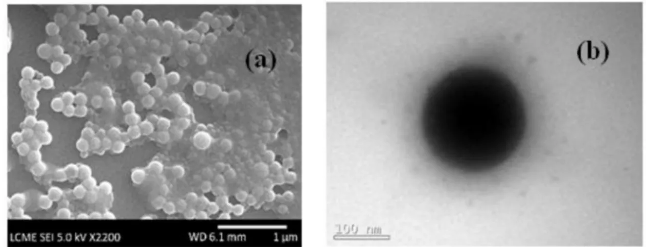 Figure 4. MEV-FEG (a) and TEM (b) images of PMMA-cellulase nanoparticles synthesized using 2.7 wt.% Lutensol AT50 and 6  wt.% cellulase.