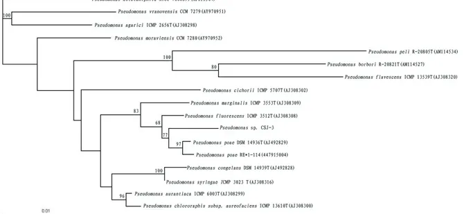 Figure 2. Phylogenetic tree showing the relationship between strain CSJ-3 and related species based on 16S rRNA gene sequences.