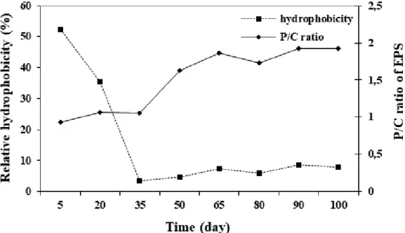 Figure 4. Variation of activated sludge relative hydrophobicity and protein/carbohydrate ratio (P/C) of EPS.