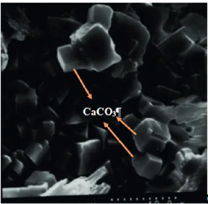 Figure 3. SEM photograph of reaction solid products.