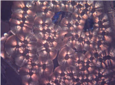Figure 3. Microscopy with white polarized light of hexane samples densified at 1200 °C.