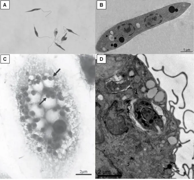 Figura 2. Formas evolutivas dos parasitas do gênero Leishmania. (A) Forma promastigota, que é flagelada,  extracelular  e  apresenta  corpo  alongado;  (B)  morfologia  ultraestrutural  da  forma  promastigota  mostrando  o  núcleo e organelas intracelular