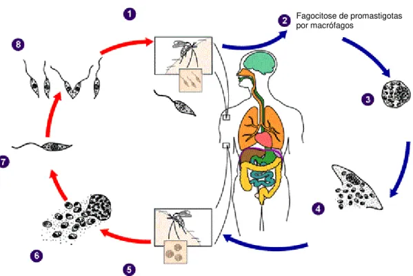 Figura 3. Ciclo biológico do parasita do gênero Leishmania. (1) Promastigotas metacíclicas são transmitidas  ao  hospedeiro  após  picada  de  fêmeas  do  vetor;  (2)  formas  promastigotas  metacíclicas  são  fagocitadas  por  macrófagos do hospedeiro mam