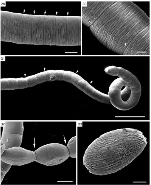 Figs 29-33: scanning electron microscopy of mature and gravid segments of Lanfrediella amphicirrus gen