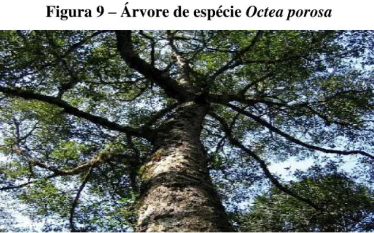 Figura 9 – Árvore de espécie Octea porosa 