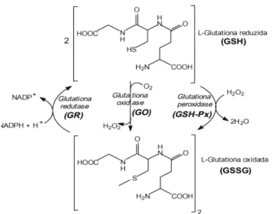 Figura  2  –   Interconversão  nas  suas  formas  reduzidas  (GSH)  e  oxidada  (GSSH  pela  ação das enzimas glutationa (GPX) glutationa oxidas e (GO) e glutationa redutase (GR)