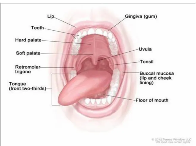 Figura 01: Estruturas da cavidade oral.  