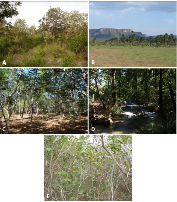 Figura 2. Aspectos de cinco fitofisionomias do Parque Nacional das Nascentes do Rio  Parnaíba: A
