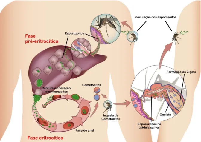 Figura 1: Ciclo de vida do parasita da malária. Adaptado de (Tuteja, 2007). 