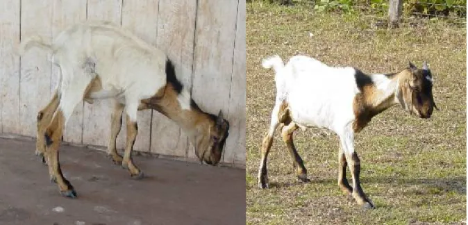 Figura  4.  Caprino.  Intoxicação  por  I.  carnea  subsp.  fistulosa.  Animal  apresentava  tremores  de  intenção  e  aumento  da  base  de  sustentação  quando  em  estação