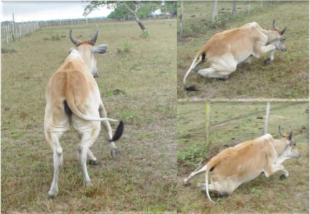 Figura 12. Bovino. Intoxicação por I. asarifolia. Animal apresentava tremores de intenção e  ao  ser  movimentado  os  sinais  clínicos  se  acentuavam  observando-se  hipermetria,  ataxia  e  quedas